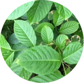 Phytomem-one-ingredients-7