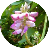 Phytomem-one-ingredients-8
