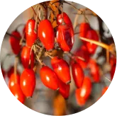 Phytomem-one-ingredients-5