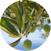 Phytomem-one-ingredients-6